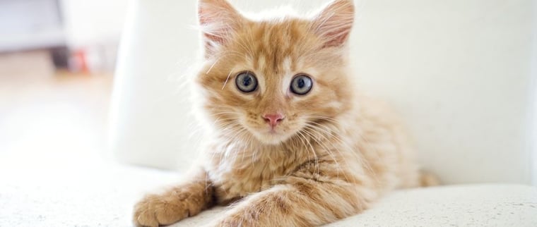 Assurance santé animaux